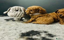 Toy Poodle dogs for sale: Tiny Toy Poodles - Advert 9