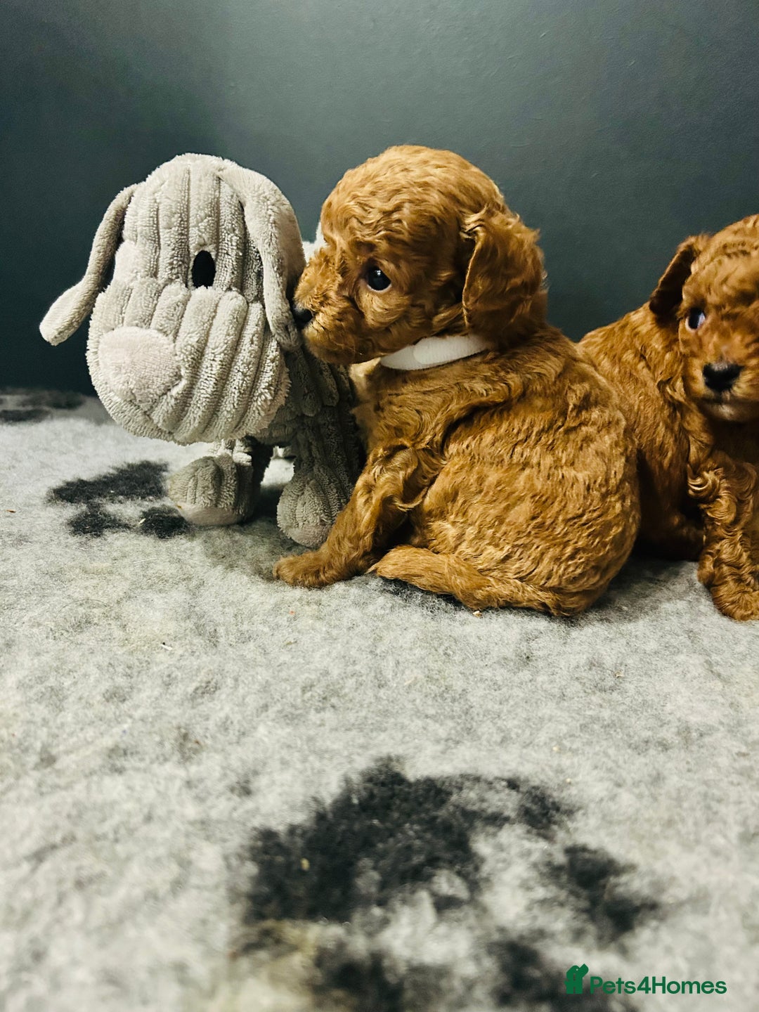 Toy Poodle dogs for sale: Tiny Toy Poodles - Advert 9