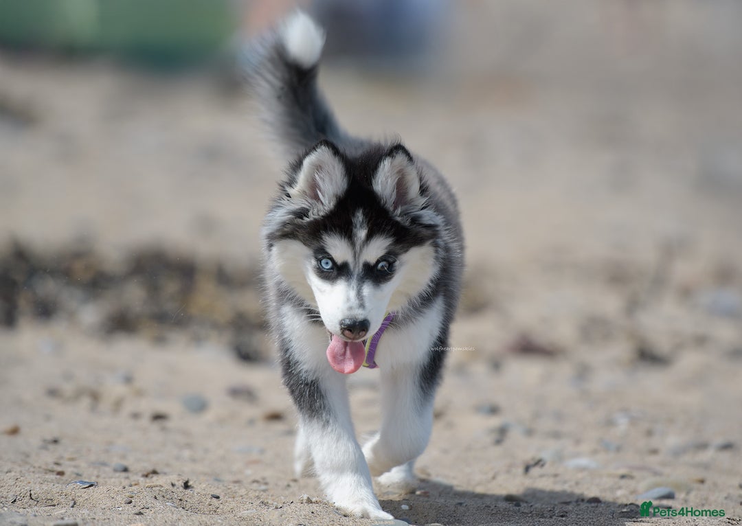 Pomsky dogs for sale: F3 Pomsky female Evie - Advert 7