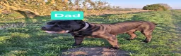 Cane Corso dogs for sale: Stunning cane corso pups - Advert 11