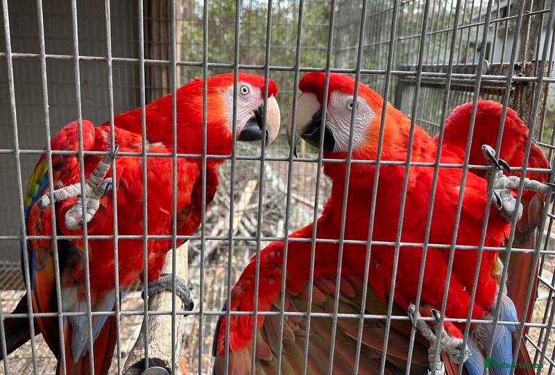 Macaws birds Scarlet Macaws Available - Advert 6