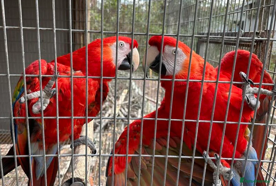 Macaws birds for sale: Scarlet Macaws Available - Advert 1