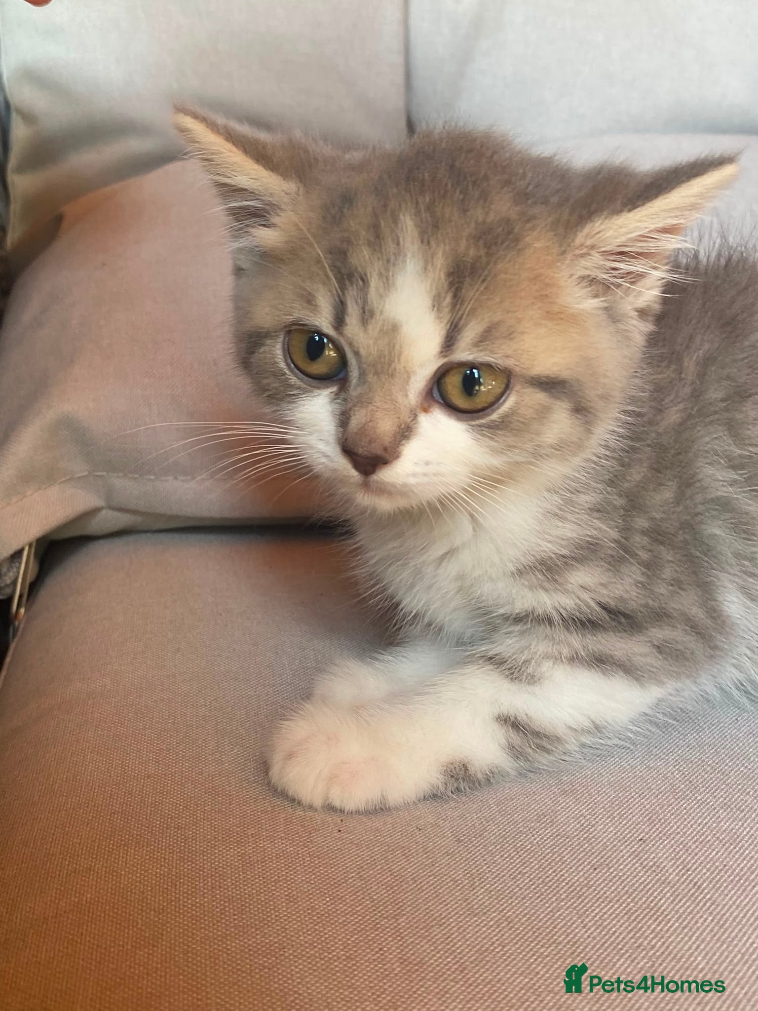 Mixed Breed cats Mixed pedigree kittens READY NOW - Advert 2