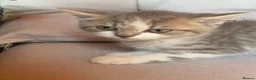 Mixed Breed cats for sale: Mixed pedigree kittens - Advert 10
