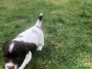 English Springer Spaniel dogs Springer spaniel pup - Advert 2
