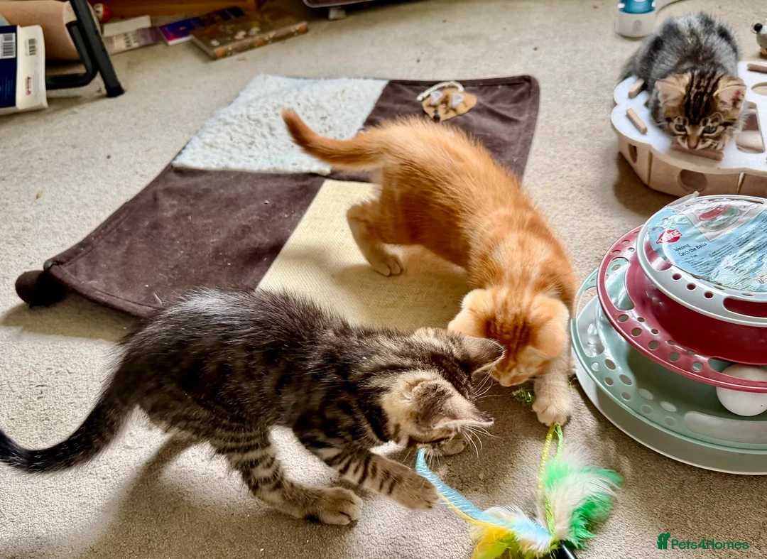 Mixed Breed cats for sale: Adorable bengal&tabby mix kittens  - Advert 2