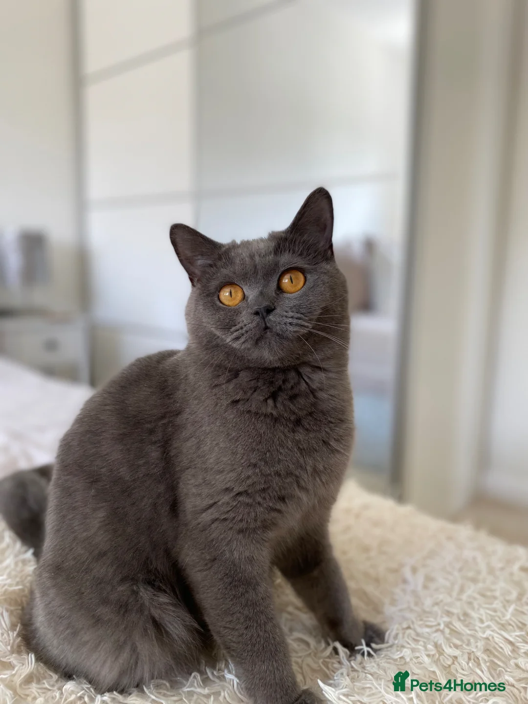 British Shorthair cats for sale: 💜Adult Female Scottish Straight💜 - Advert 1