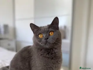 British Shorthair cats 💜Adult Female Scottish Straight💜 - Advert 1