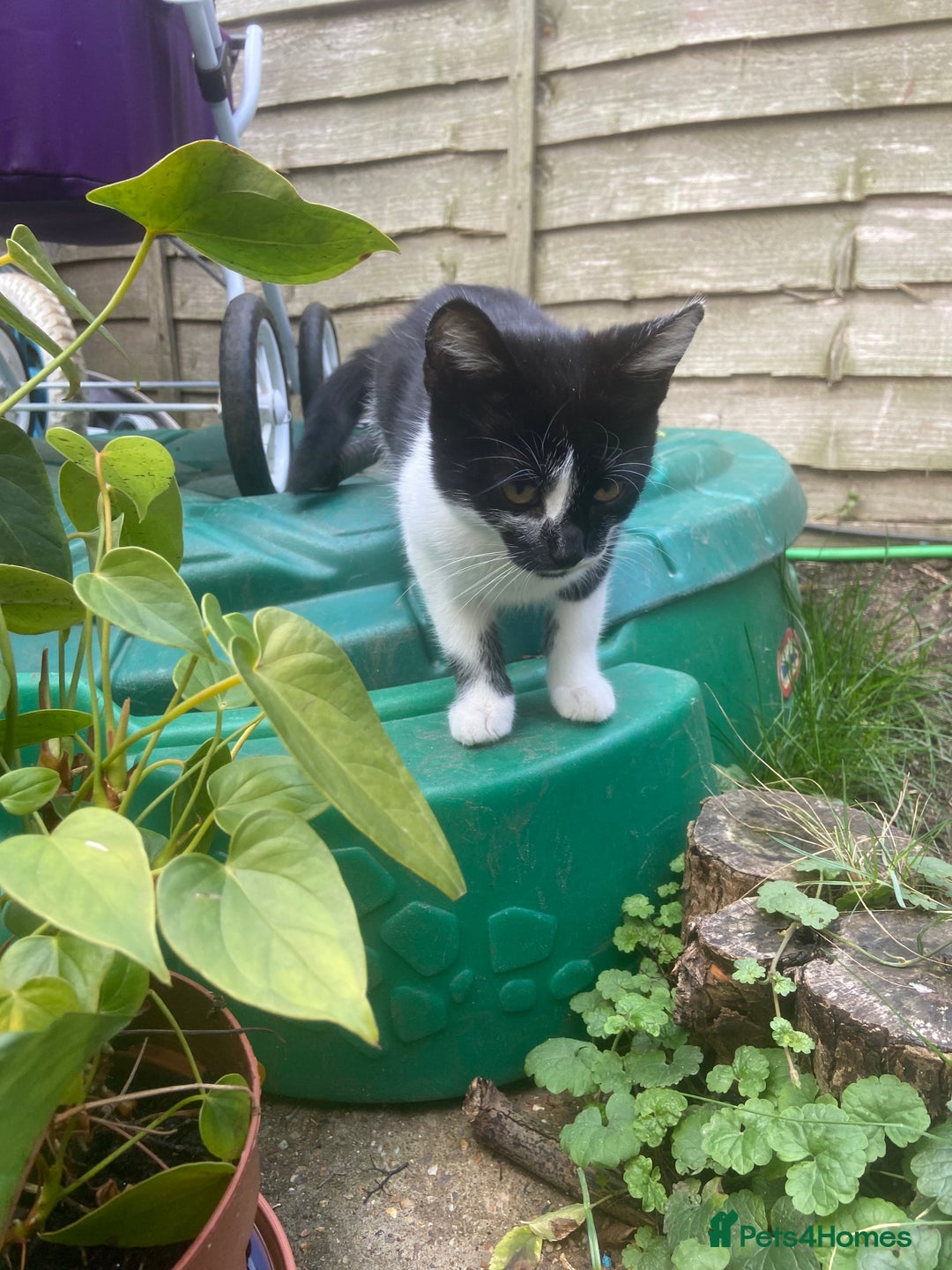 Mixed Breed cats for sale: Kitten - Image 6