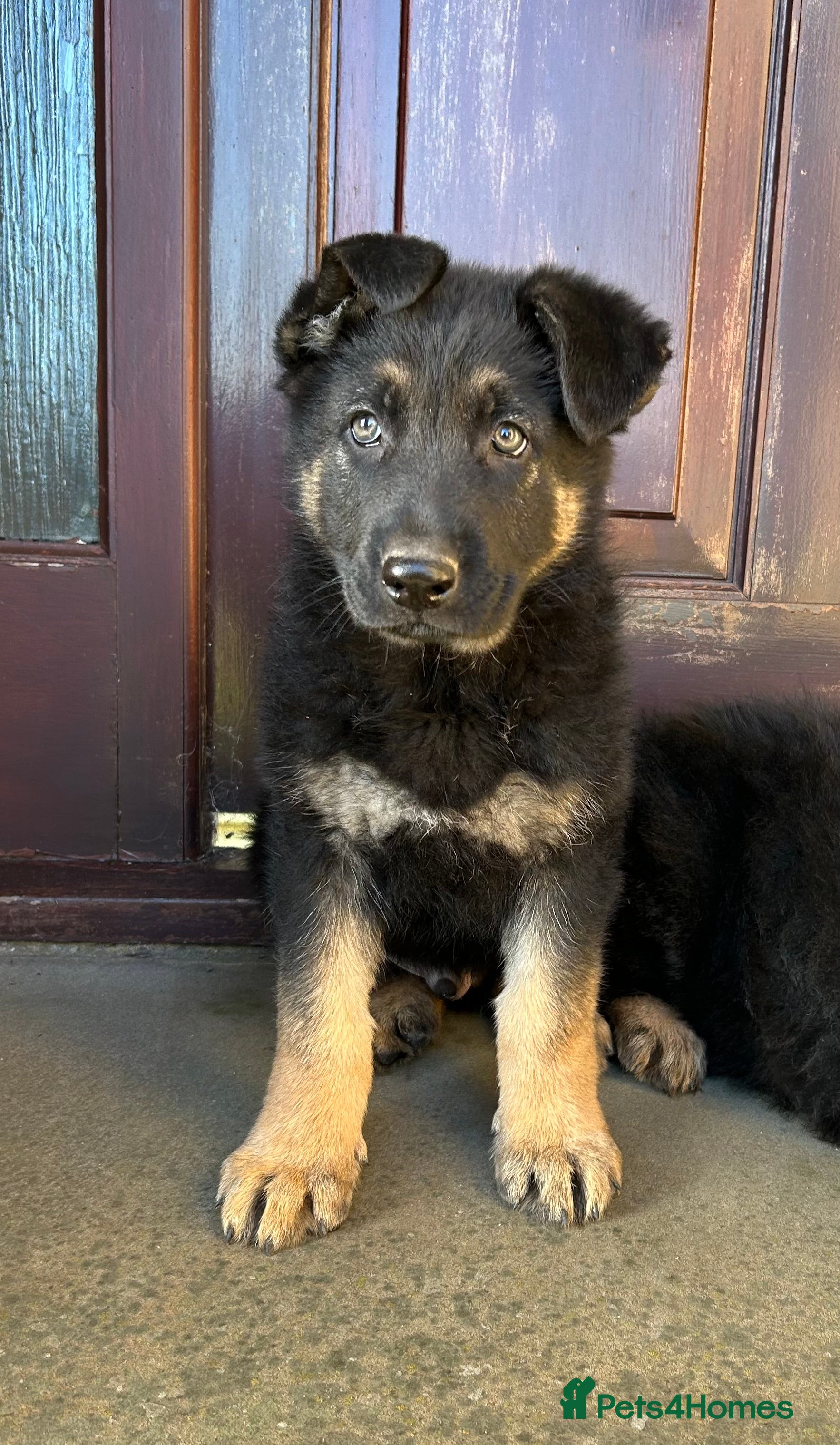 German Shepherd dogs STUNNING KC GSD CHAMPION  - Advert 2