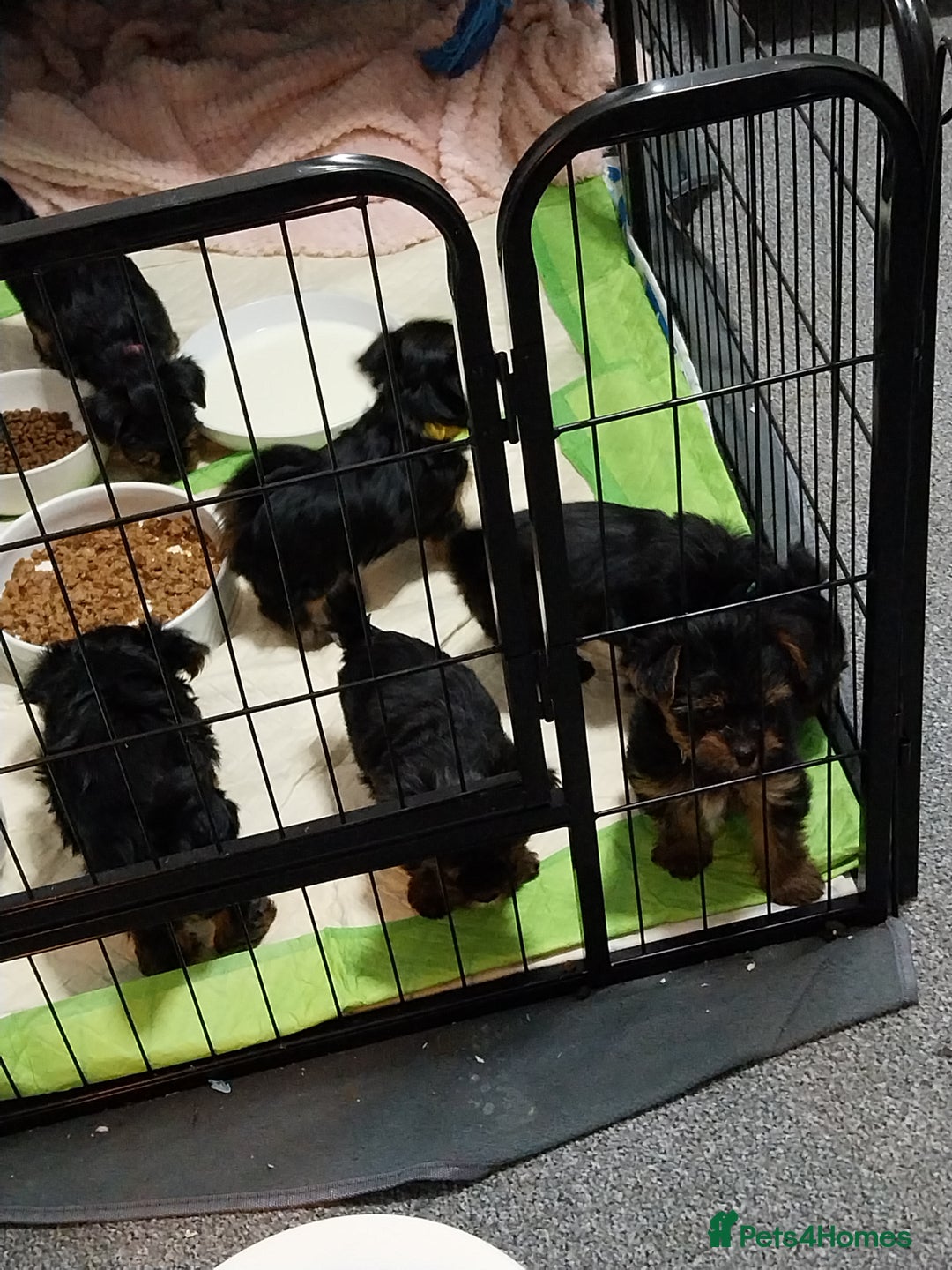 Yorkshire Terrier dogs for sale: Miniature Yorkshire Terrier Puppies  - Advert 24