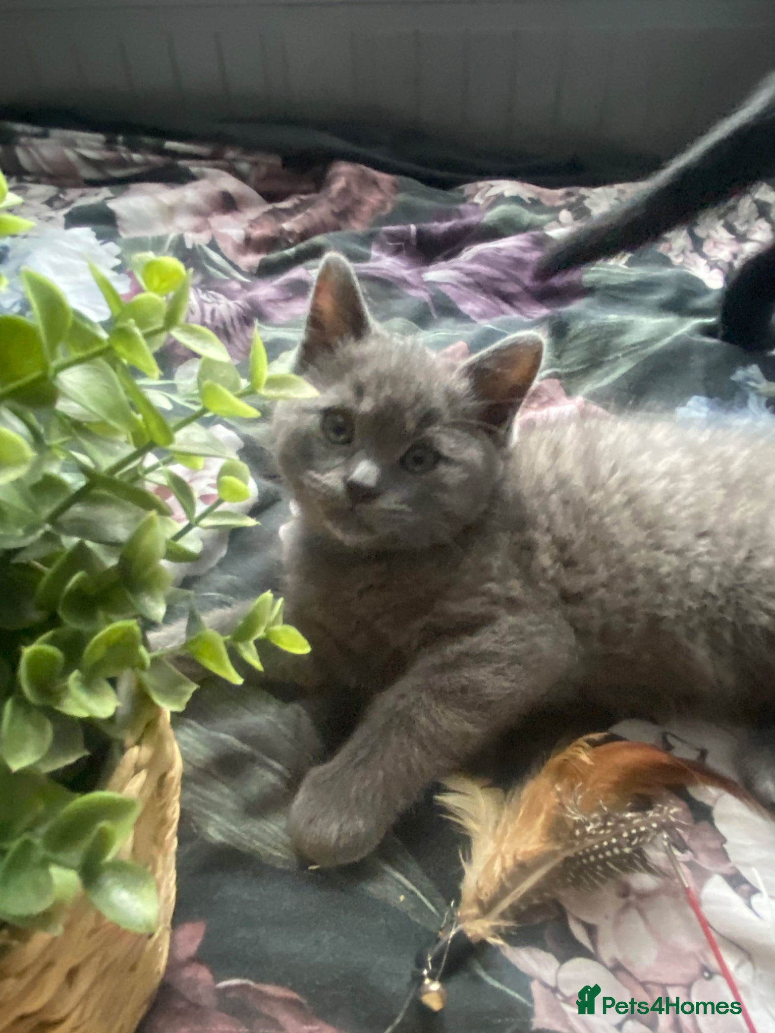 British Shorthair cats British shorthair kittens available  - Advert 17