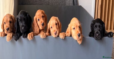 Cocker Spaniel dogs - Advert 12