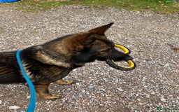 German Shepherd dogs for sale: German shepherd pups from working lines for sale - Image 3