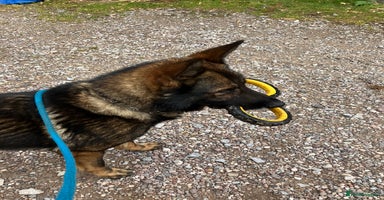German Shepherd dogs - Advert 8