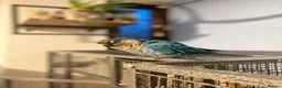 Conures birds for sale: Beautiful female conure looking for a loving home  - Advert 2