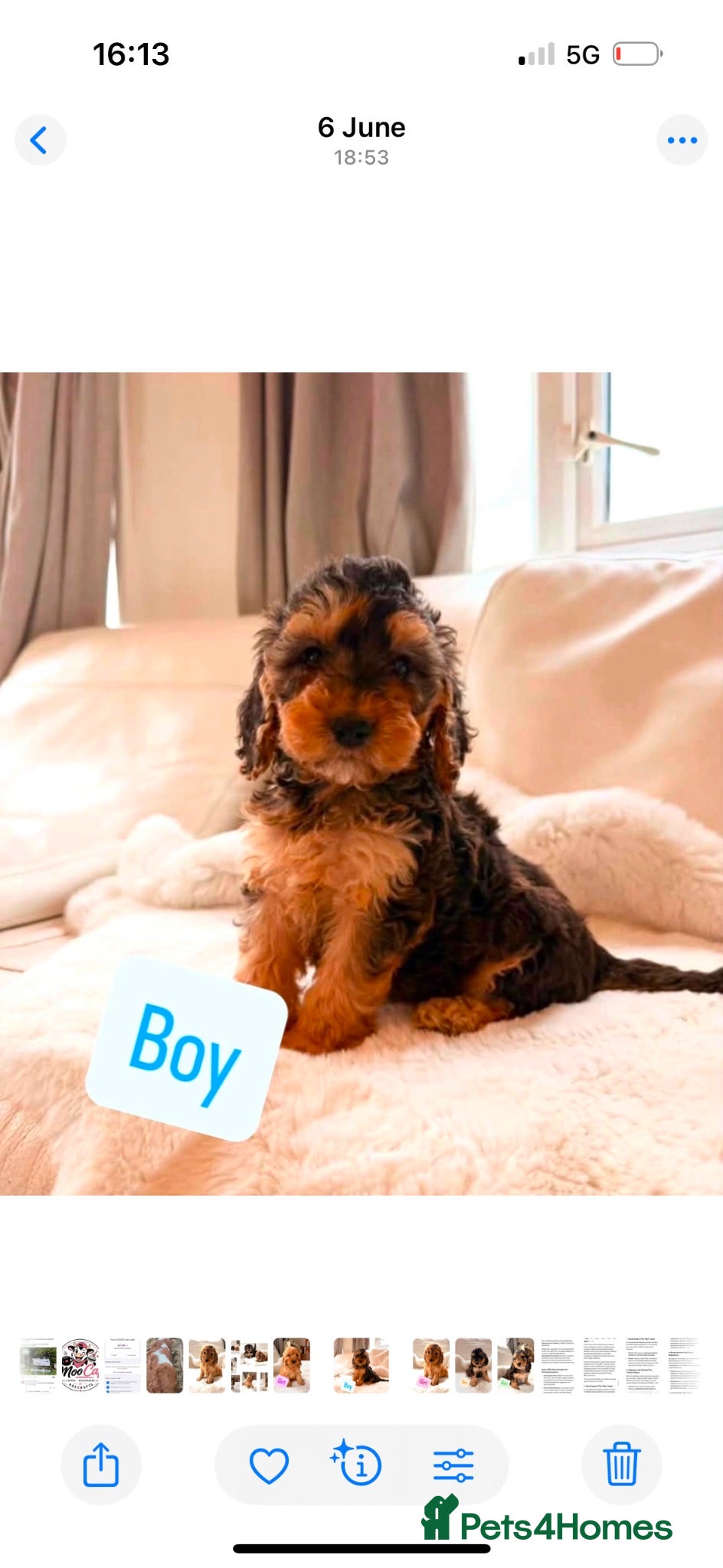 Cockapoo dogs Gorgeous F1 Cockapoo’s  - Advert 1