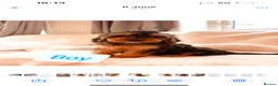 Cockapoo dogs for sale: Gorgeous F1 Cockapoo’s  - Advert 1