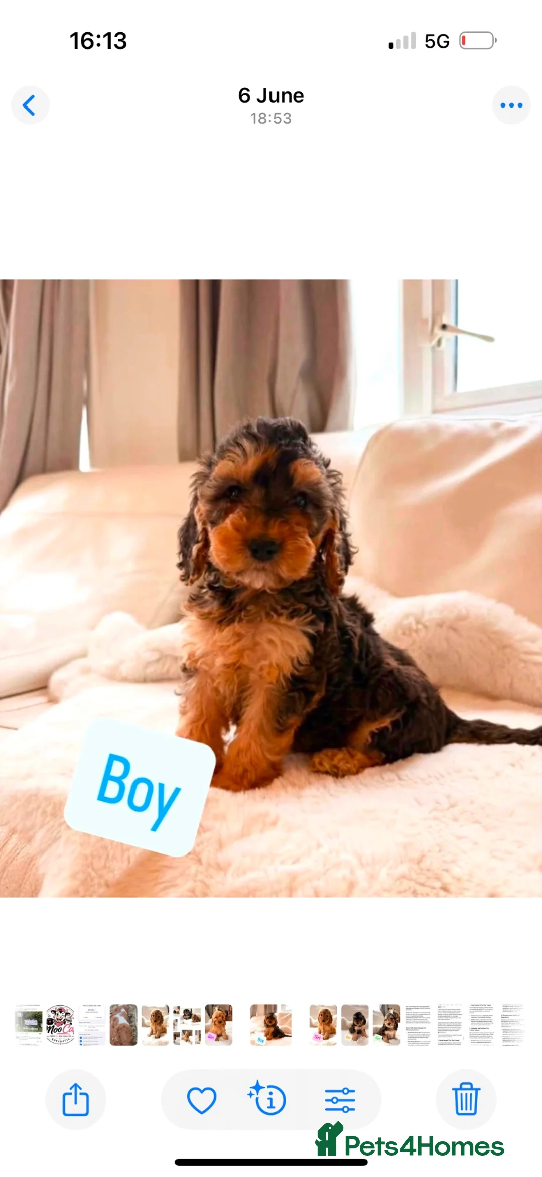 Cockapoo dogs for sale: Gorgeous F1 Cockapoo’s  - Advert 1