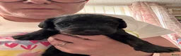 Schnoodle dogs for sale: 🐾 Adorable Schnoodle Puppies 🐾 - Advert 20