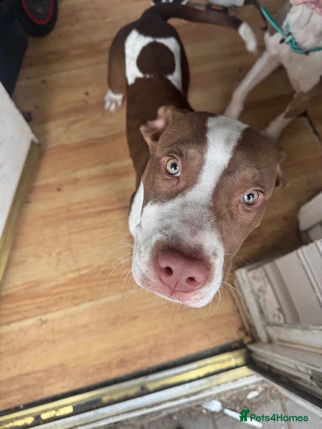 Mixed Breed dogs for sale: 6 month old kilo  in Birmingham - Advert 2