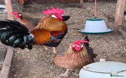 Chickens poultry for sale: Trio of brown leghorns  - Image 9