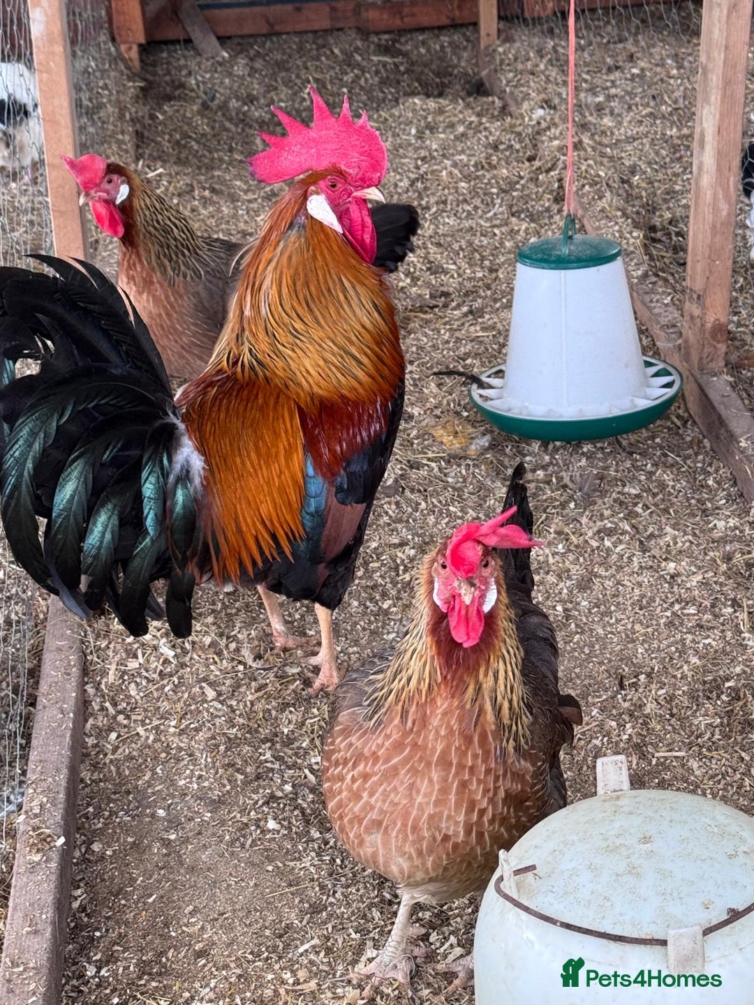 Chickens poultry for sale: Trio of brown leghorns  - Image 9