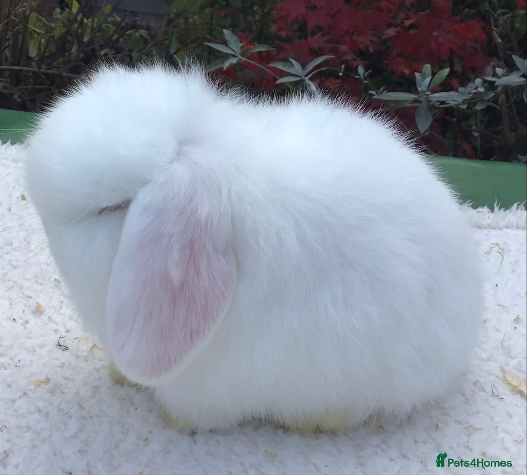 Mini Lop rabbits for sale: Mini lop doe - Advert 4