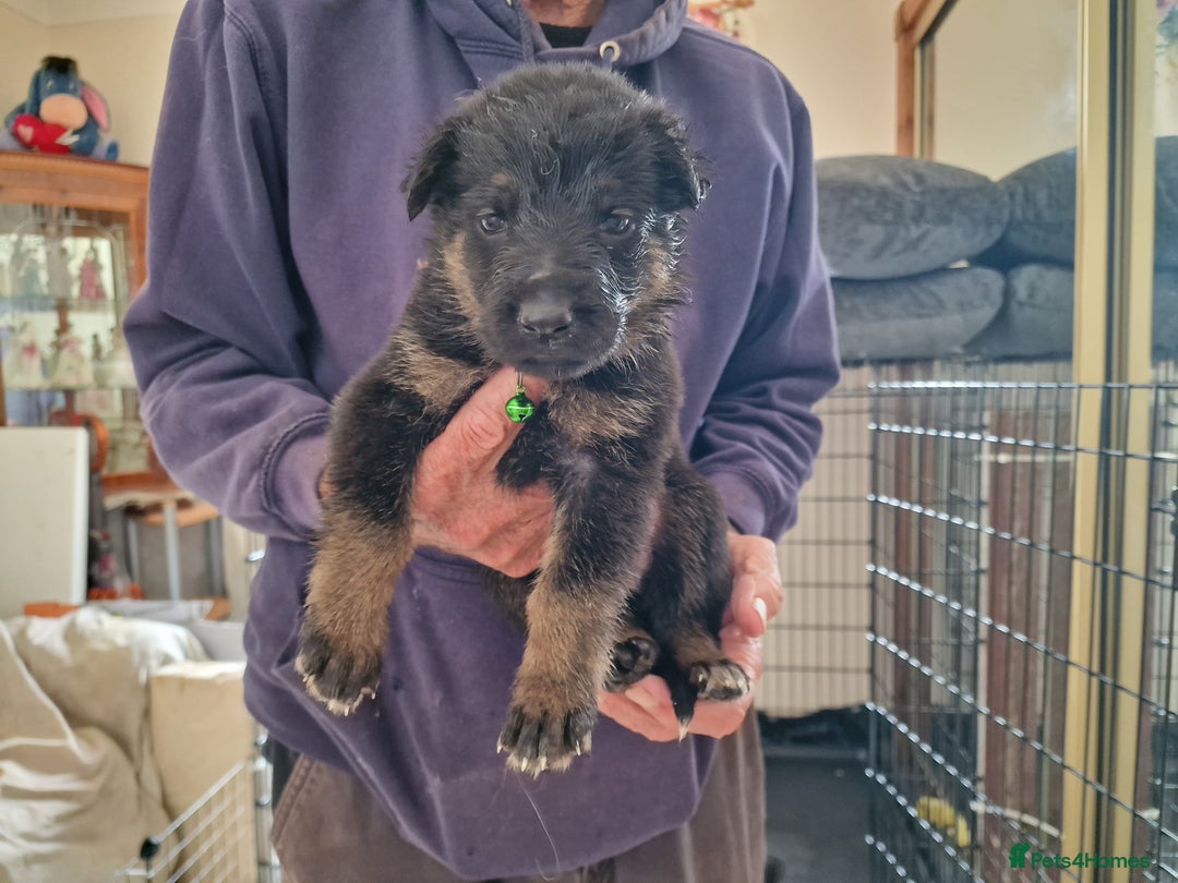 German Shepherd dogs for sale: German Shepherd puppies - Image 9