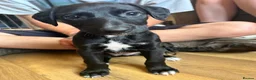 Lurcher dogs for sale: Lurcher pups  - Advert 5