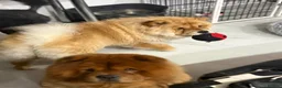 Chow Chow dogs for sale: Beautiful KC reg intact Chow Chow female for sale  - Advert 3