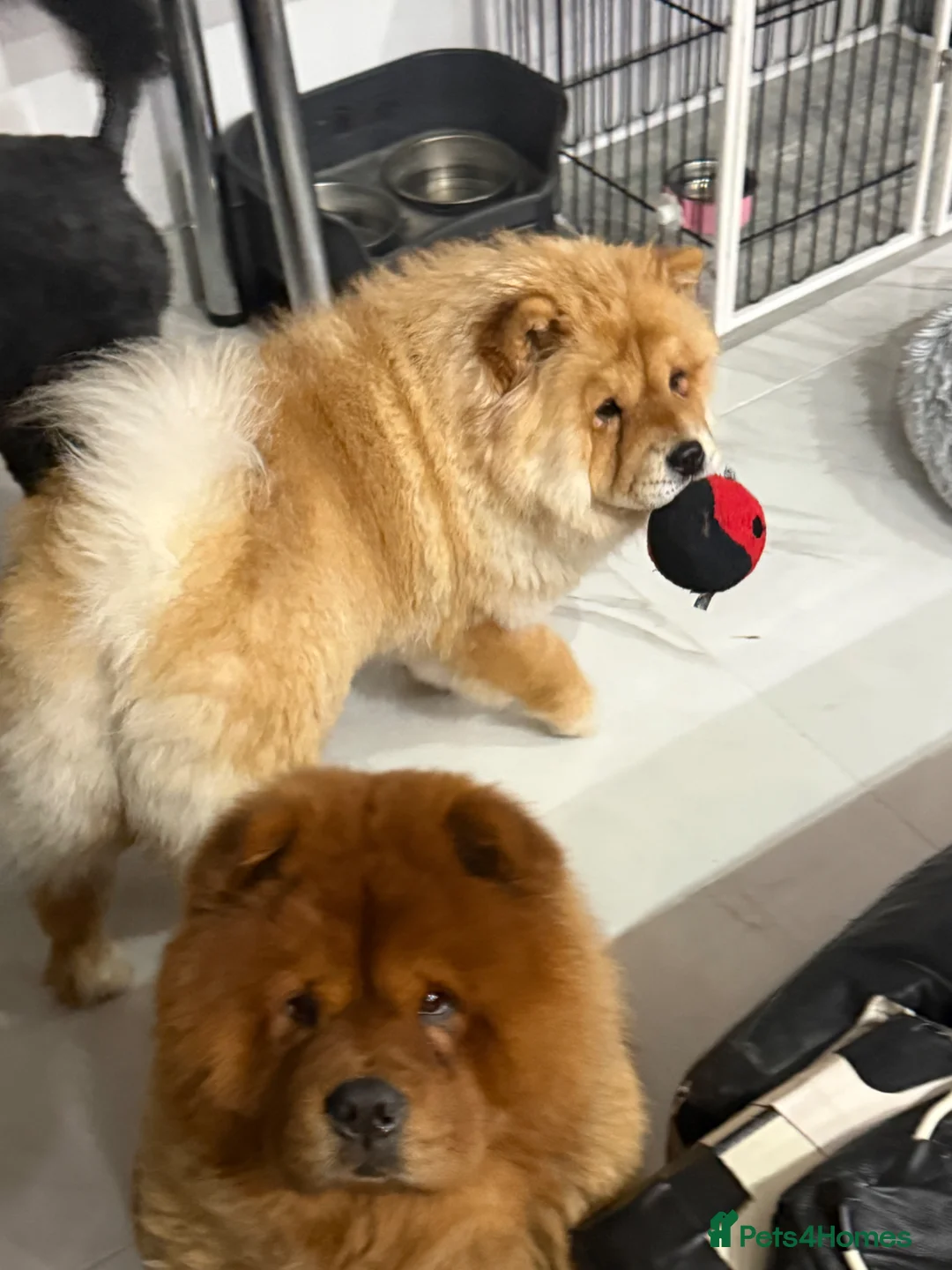 Chow Chow dogs for sale: Beautiful KC reg intact Chow Chow female for sale  - Advert 3