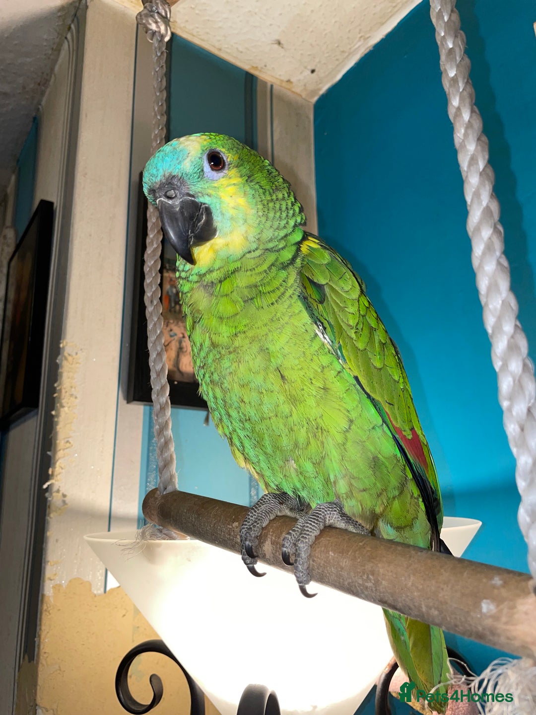 Parrots birds for sale: Beautiful blue front Amazon  - Advert 1