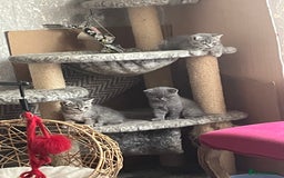 British Shorthair cats for sale: British shorthair kittens  - Image 2