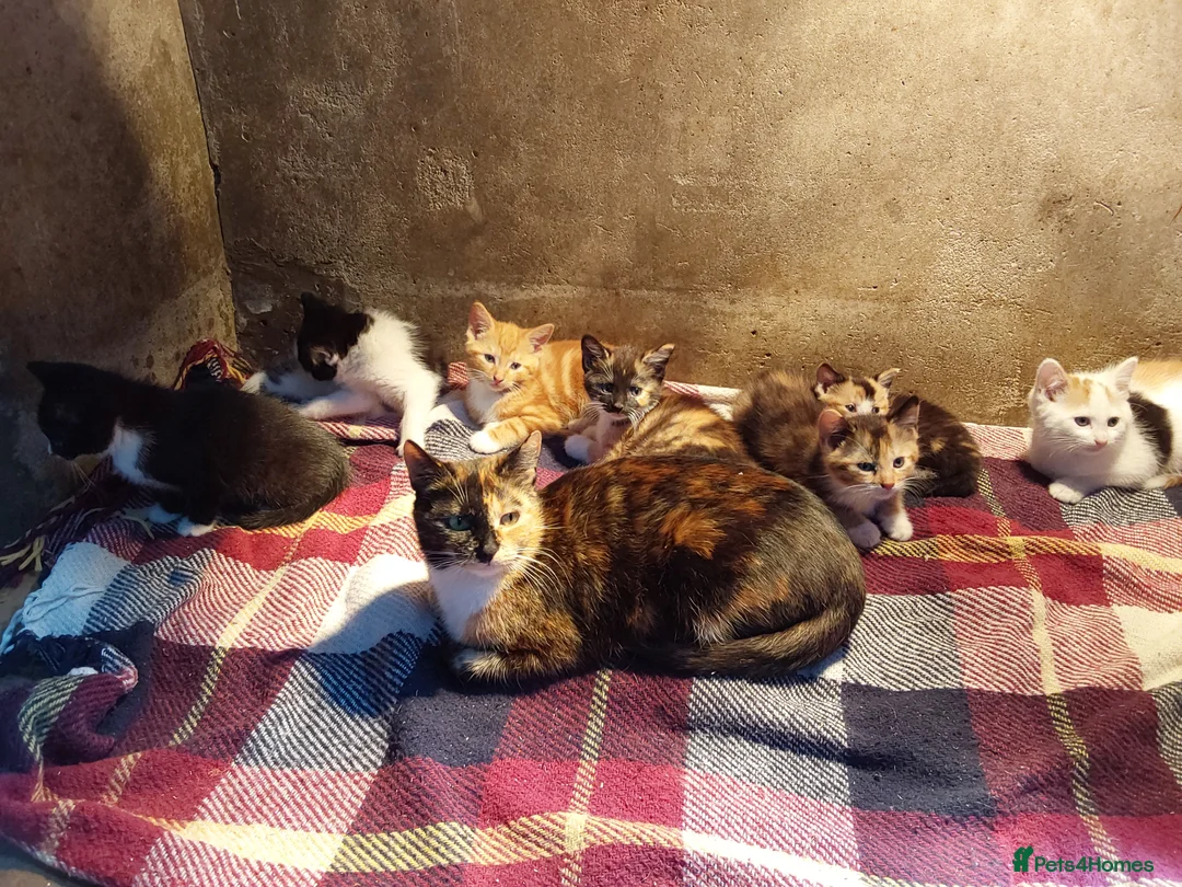 Mixed Breed cats for sale: Kittens for sale  - Advert 1