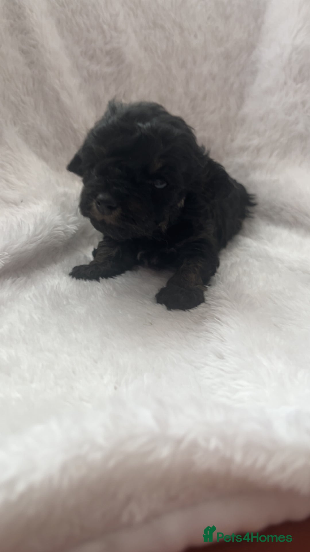 Poochon dogs for sale: Poochon puppies looking for forever home - Image 7