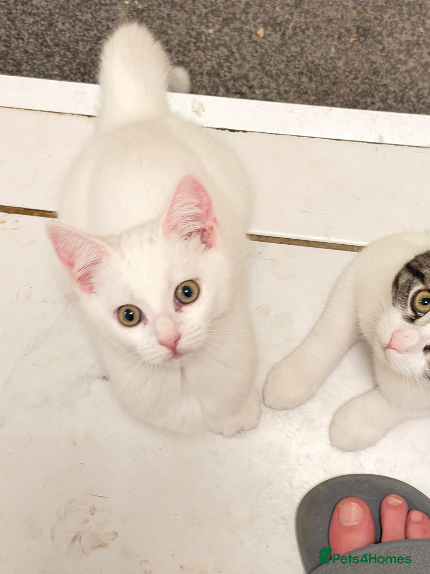 Mixed Breed cats for sale: 4 Maine Coon-Type Kittens. Polydactyl & Odd-Eyed - Advert 1