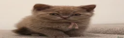 British Shorthair cats for sale: Beautiful Pure Breed ✨ British Shorthair Kittens ⭐ - Advert 22