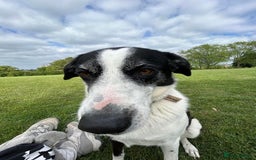 Mixed Breed dogs for adoption: 🐘Nellie🐘 for adoption, fostered in SHROPSHIRE - Image 9