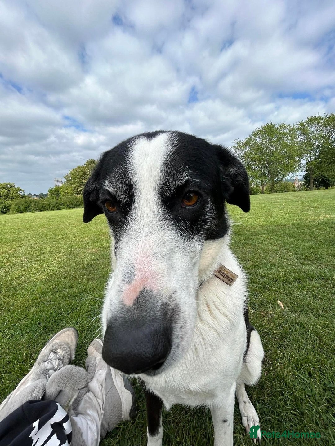 Mixed Breed dogs for adoption: 🐘Nellie🐘 for adoption, fostered in SHROPSHIRE - Image 9