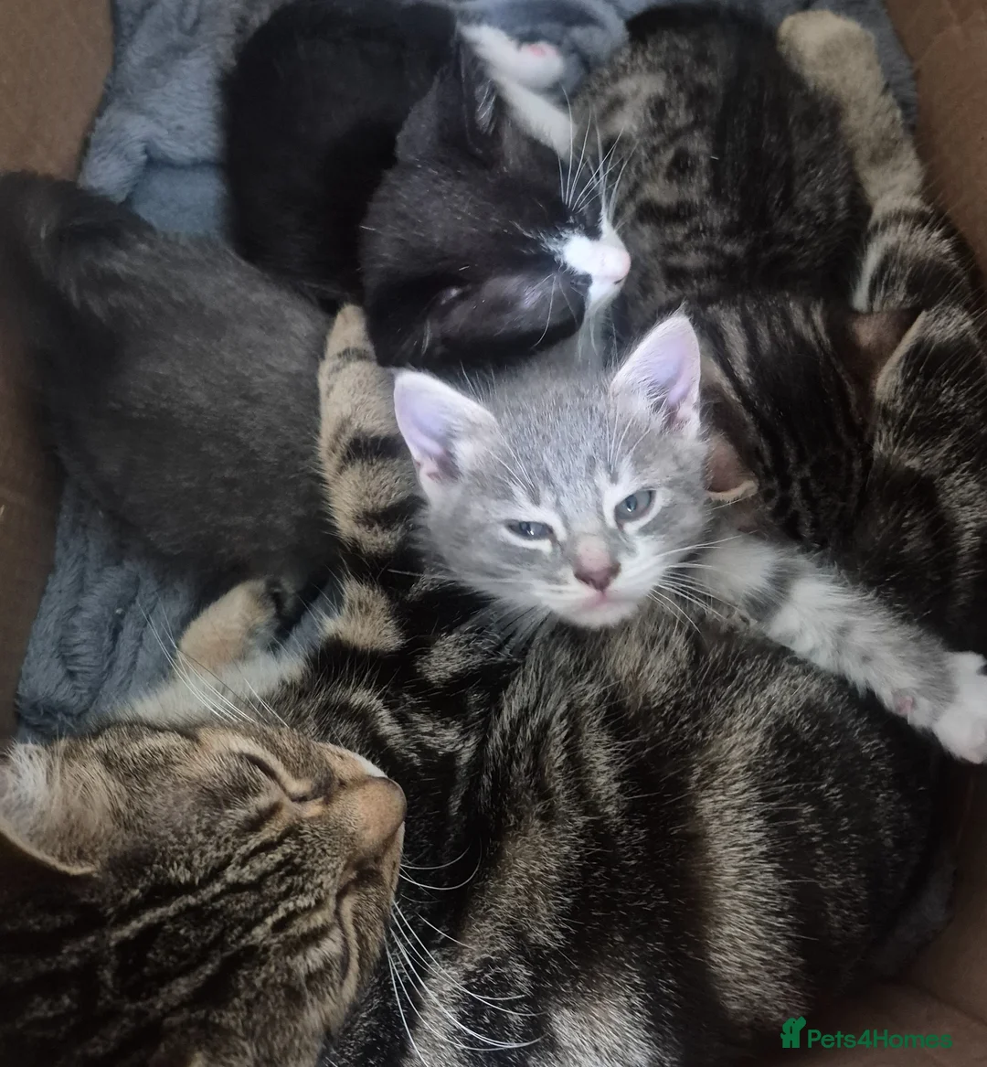 Mixed Breed cats for sale: Playful kittens 2f 1m - Advert 7