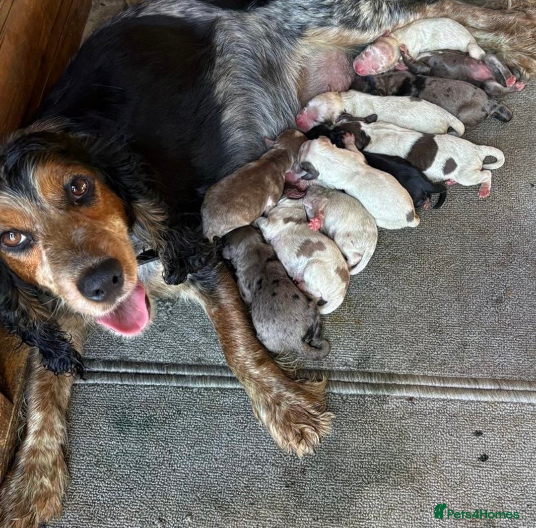 Cockapoo dogs for sale: Hi for sale is my 10 cockapoo puppy’s New  - Image 5