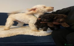 Maltipoo dogs for sale: 🩷Exceptional Maltipoo Ladies🩷 - Image 5