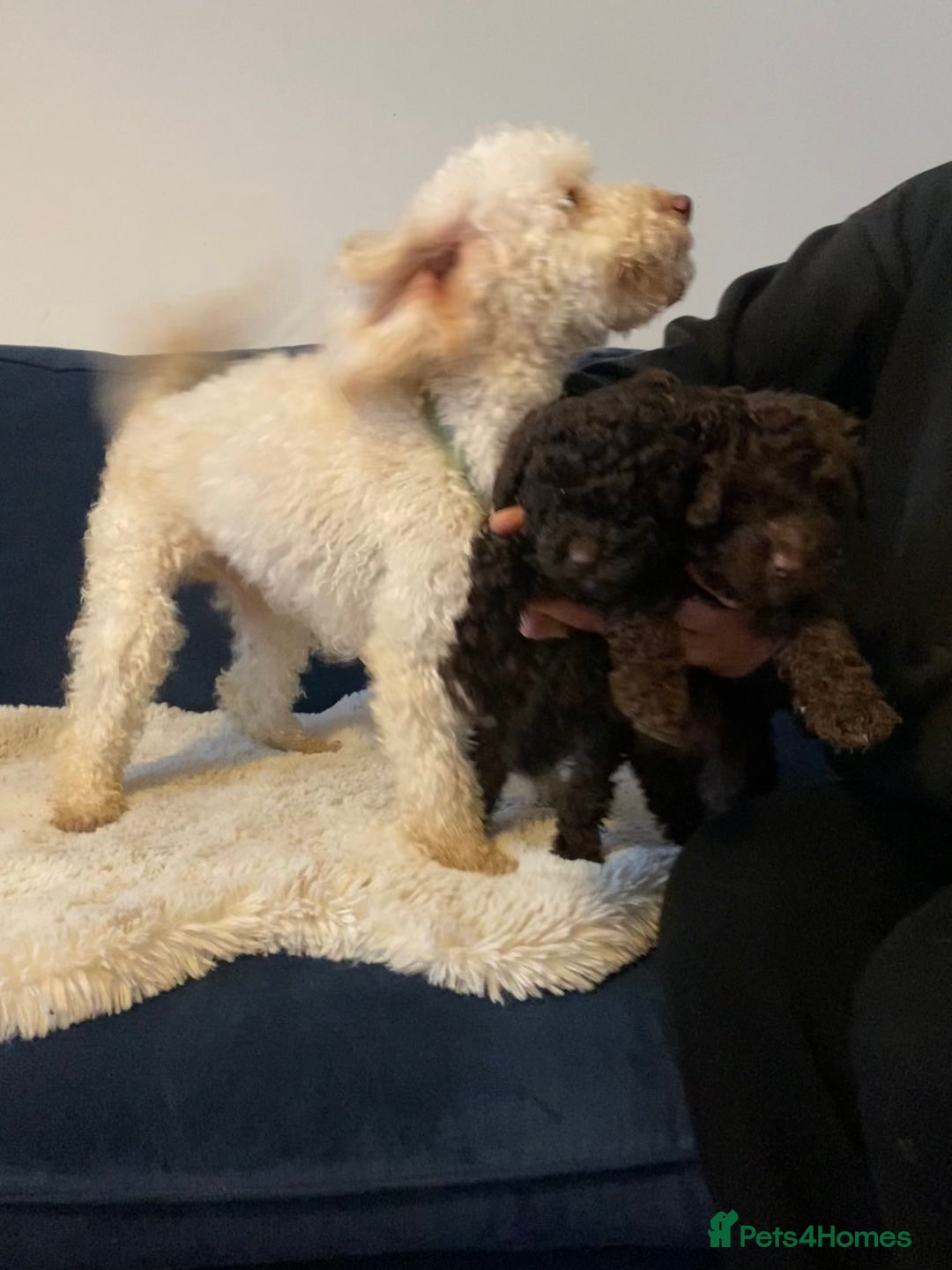 Maltipoo dogs for sale: 🩷Exceptional Maltipoo Ladies🩷 - Image 5