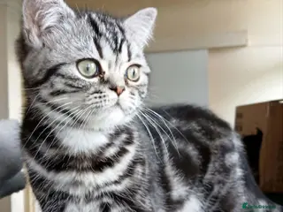 British Shorthair cats Bsh. Silver Classic Tabby boy. TICA. - Advert 1