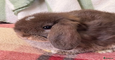 Mini Lop rabbits - Advert 3