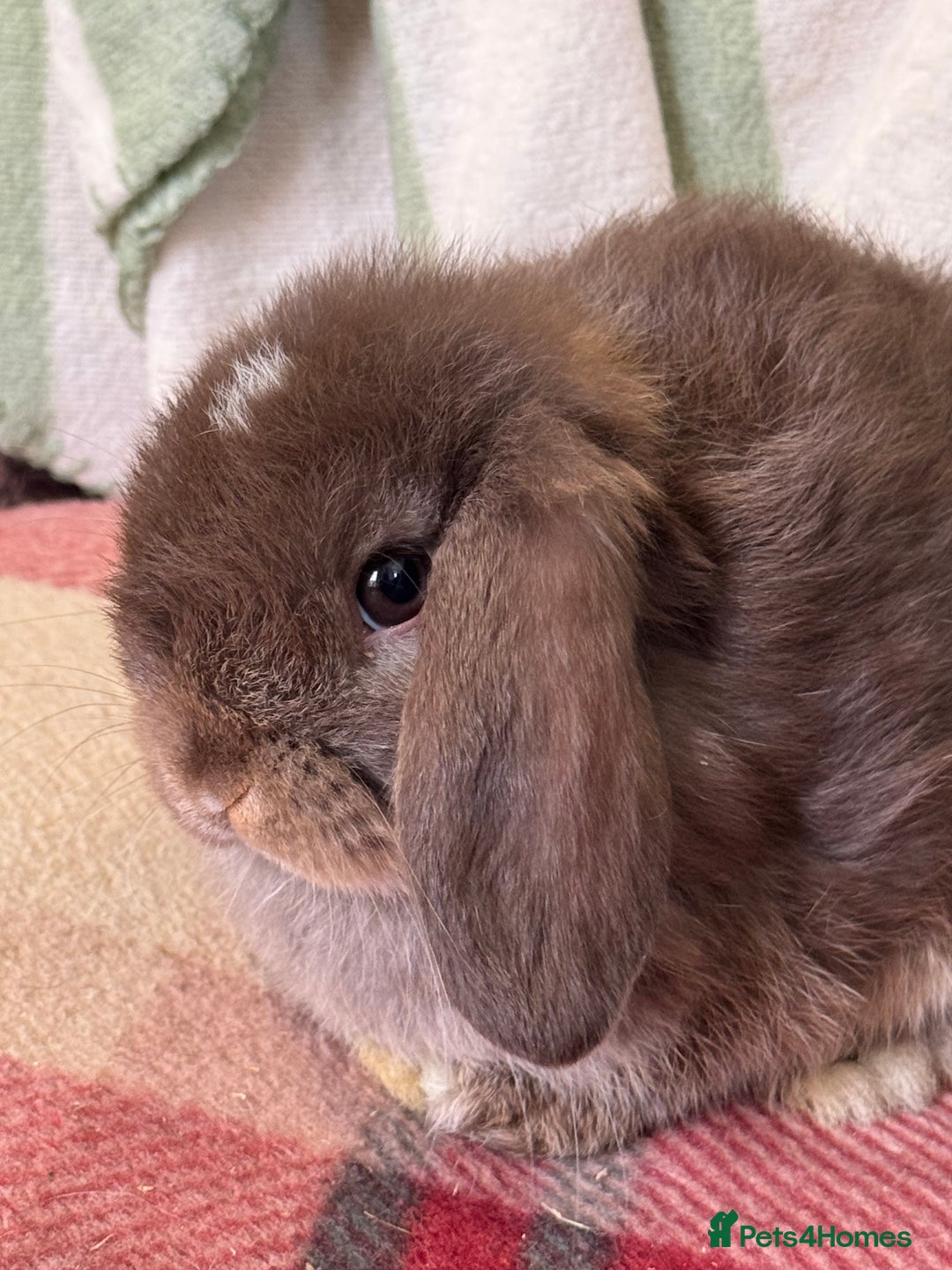 Mini Lop rabbits for sale: Lovely pure mini lop baby  - Image 2
