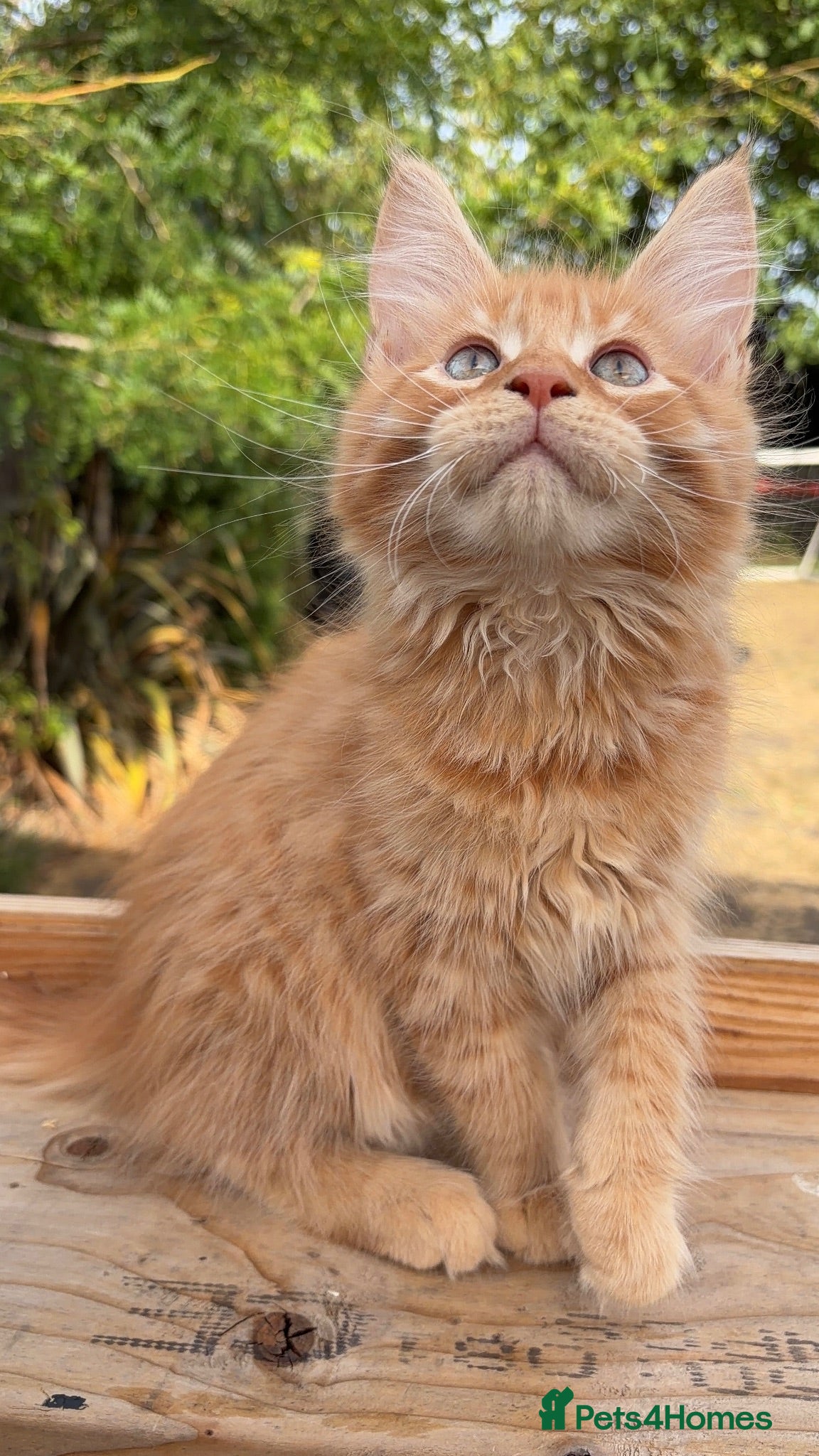 Maine Coon cats Stunning GCCF Maine Coons available  - Advert 1