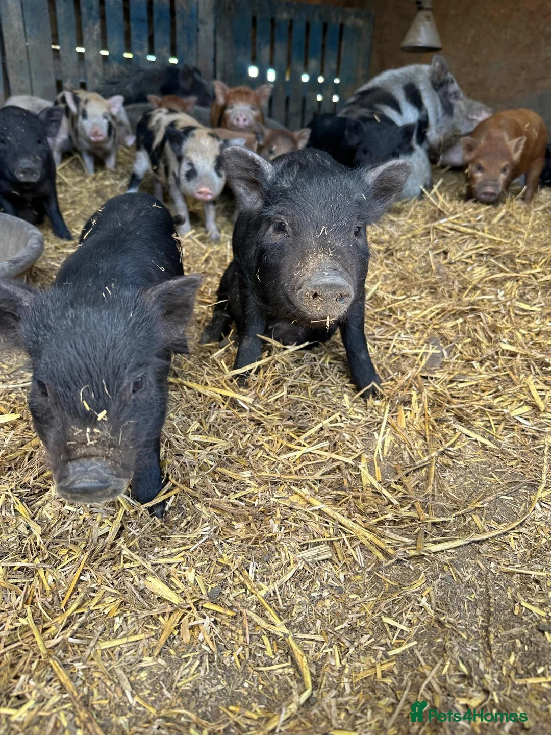 Pig livestock for sale: Juliana x Kune Kune Piglets for Sale – Ready Now - Advert 5