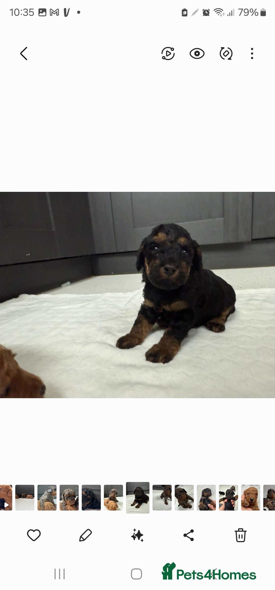 Cockapoo dogs for sale: F2 Cockapoo puppies for sale  - Image 13